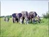 Stanleys Camp - Elephant Walk